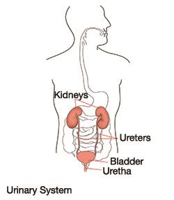 Essential Facts About Your Urostomy - Ostomy Care Canada