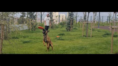 Köpek Eğitimi Belçika Kurdu Malinois Cinsine Numara ve Frizbi Eğitimi