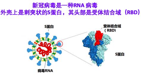 直播实录北京大学谢晓亮教授单细胞基因组学迎战新冠肺炎 北京未来基因诊断高精尖创新中心