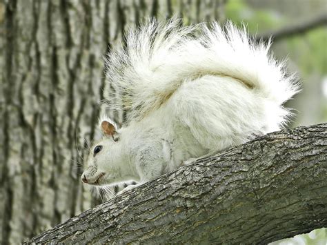 White Squirrel Photograph by Lyuba Filatova - Pixels