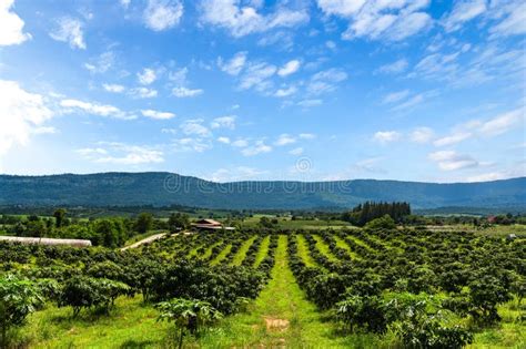 Mango Trees On Farm Alley Of Mango Trees On Mountain Midday With