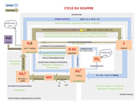 Cycle Biog Ochimique D Finition Types Et R Le