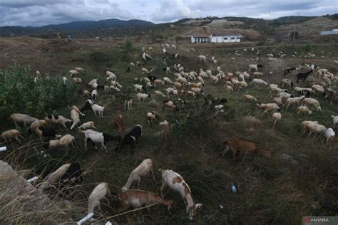 Petani Temanggung Bentuk Bump Sektor Peternakan Domba Antara News