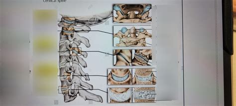 Vertebral Joints Diagram Quizlet