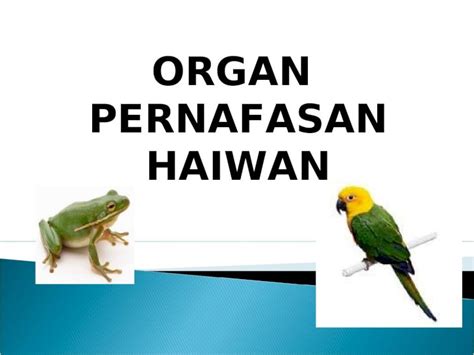 Ppt Slaid Organ Pernafasan Haiwan Dokumen Tips