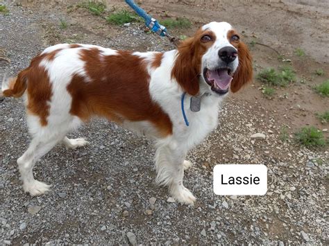 Matthew S Red And Whites Irish Red And White Setter Puppies For Sale