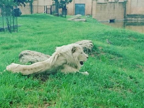 PARKVIEW – Here's why the lions look underfed, according to the Johannesburg Zoo. | Zoo, Lions ...