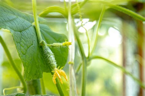 Cucumber Plant Stages With Pictures Understanding Growth To Maximize