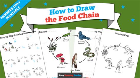 How To Draw The Food Chain Really Easy Drawing Tutorial