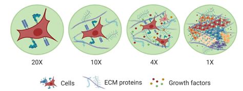 Figure 2 From Advances In Engineering Human Tissue Models Semantic Scholar