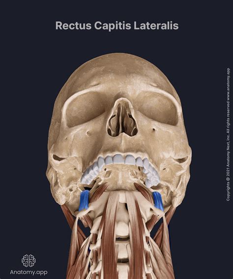 rectus capitis lateralis encyclopedia anatomyapp learn anatomy
