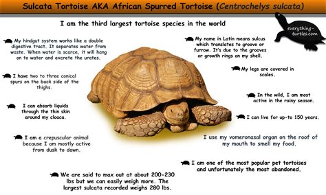 Russian Tortoise Information And Facts