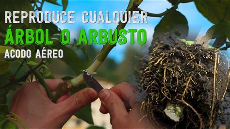 Como Hacer Un Acodo Aereo Y Reproducir Cualquier Arbol O Arbusto Youtube