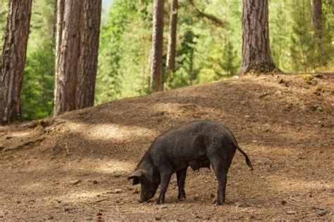 10 Curiosidades del jabalí que no conocías