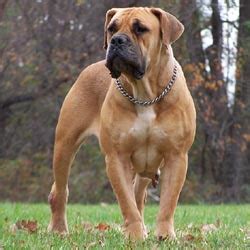 South African Boerboel Puppies for Sale from Reputable Dog Breeders