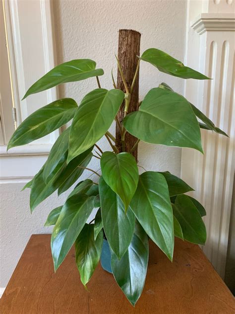 Rare Plant Rhaphidophora Decursiva Dragon Tail Creeping Philodendron