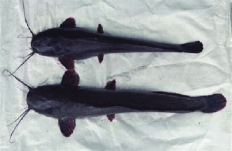 Gambar 1 Sampel Ikan Lele Afrika Clarias Gariepinus Strain Mutiara