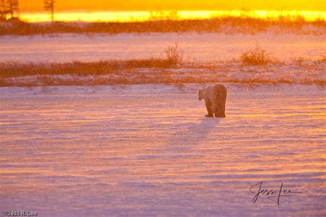 Sunrise Polar Bear Churchill Canada Jess Lee Photography