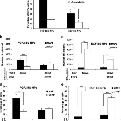 Fgf2 Induces Proliferation Of Neuronal Restricted Progenitors During