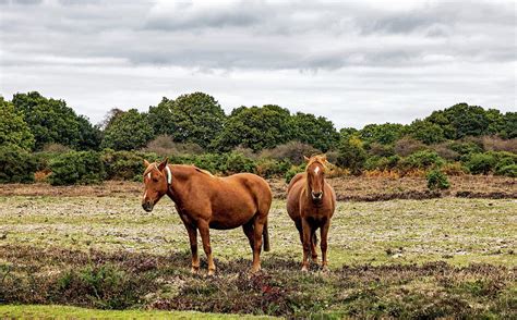 New Forest Ponies Photograph By Jeff Townsend Pixels