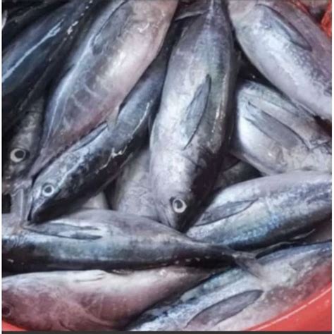 Jual Ikan Tongkol Abu Abu Segar Kg Shopee Indonesia