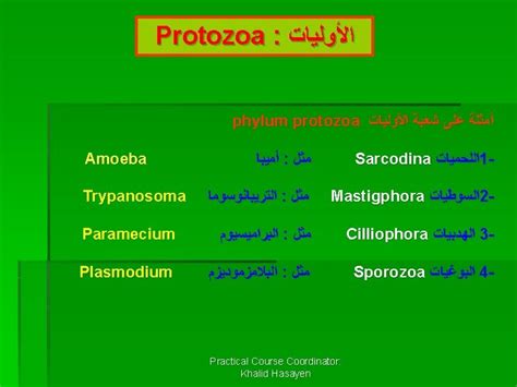 Subphylum Sarcodina Genus Amoeba Species Proteus Amoeba proteus