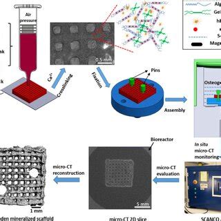 Alginate Bioink For 3D Bioprinting For Bone Tissue Engineering