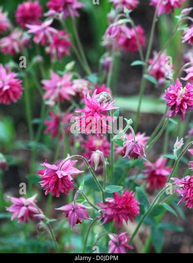 Pink Aquilegia Stock Photos And Pink Aquilegia Stock Images Alamy