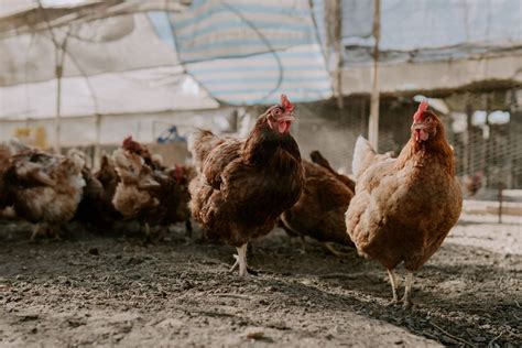 Labattage du poulet pour les petits élevages L écho de Compton