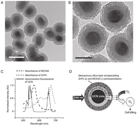 A And B Scanning Electron Microscopy Sem Images Of Nayf Yb Er