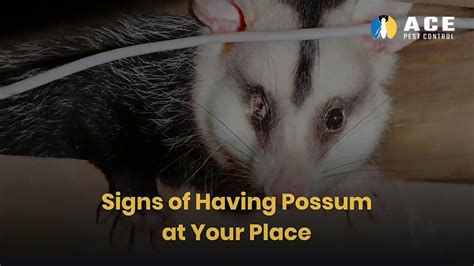 How To Get Rid Of Possum DIY Tips To Remove Possums Ace Pest