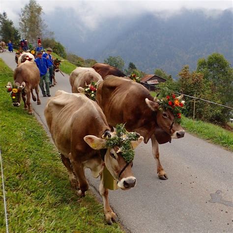 Alp Cows In Autumn Switzerlands Alpine Descent Festivals