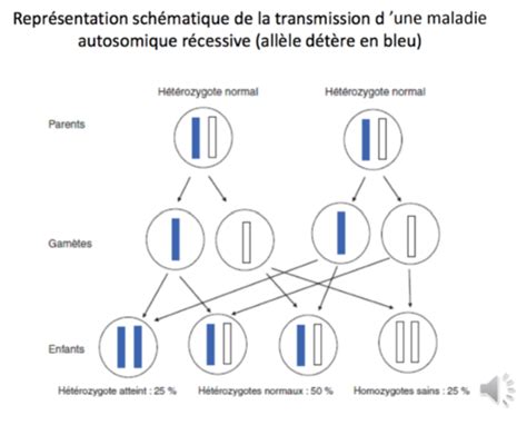 Génétique et modes de transmission 2 pas finin Cartes Quizlet