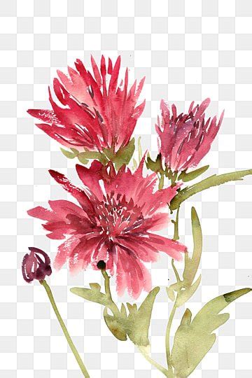 Dianthus Png Transparent Images Free Download Vector Files Pngtree