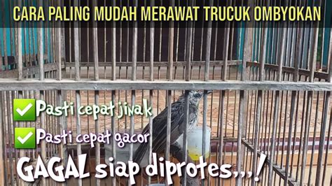 Cara Paling Mudah Merawat Trucukan Ombyokan Agar Cepat Jinak Dan Gacor