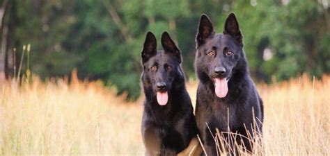 Black German Shepherd: a Very Trainable Breed - PetsTime