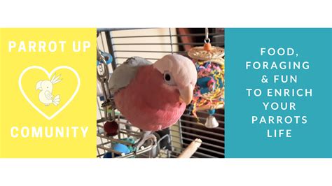 Parrot! Parrot care tips, foraging and enrichment. – Parrot Up