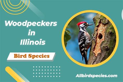 7 Types Of Woodpeckers In Illinois With Pictures