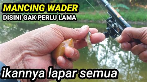 MANCING WADER NYA GAK PAKE LAMA KALAU WADERNYA LAPAR SEMUA YouTube