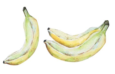 Premium Vector Banana Hand Drawn Watercolor Fresh Banana Watercolor