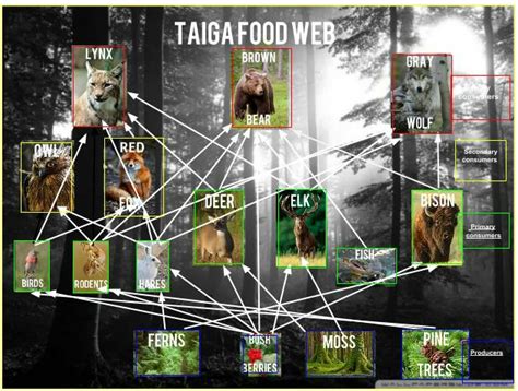 Food Webs - Taiga Forest