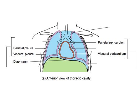 Diagram of anterior view of thoracic cavity | Quizlet