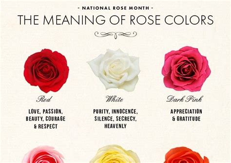 National Rose Month The Meaning Of Rose Colors Rose Color Meanings