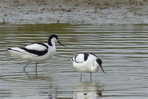 Vroege Vogels Foto Vogels Kluut