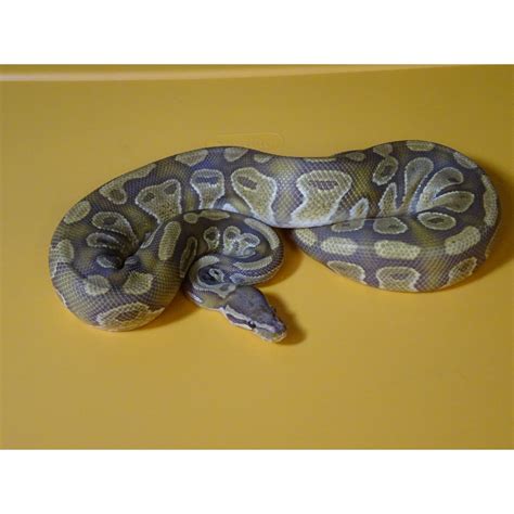 Caramel Albino Ball Python 700 Gram Male Strictly Reptiles