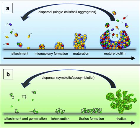 The Life Cycle Of Biofilms Panel A And Key Stages Involved In The