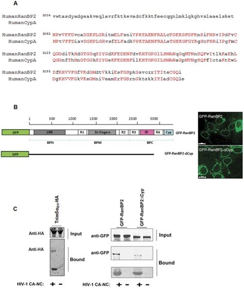 A Protein Sequence Alignment Of Cyclophilin Homology Domain Of