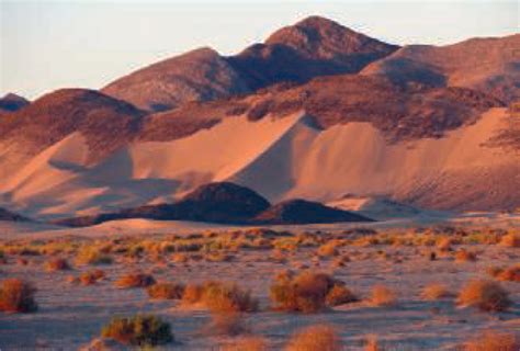 Forgotten Biodiversity In Desert Ecosystems Science