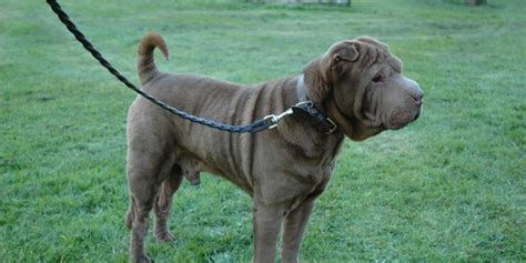 Shar Pei Gu A Completa Sobre Esta Raza De Origen Chino