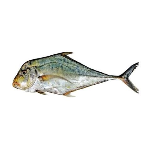 Diamond Trevally Pattal Anbar Fish